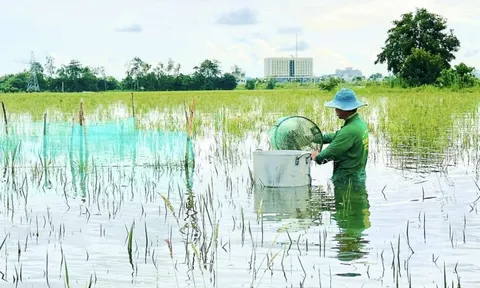 Đỉnh lũ Đồng bằng sông Cửu Long sẽ xuất hiện đầu tháng 10