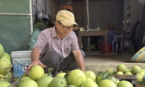 Đặc sản ‘tiến vua’ được mùa, được giá, người dân đếm cây thu tiền triệu mỗi ngày