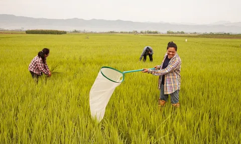 Môt "vật báu" của Thái Lan bị rớt giá thảm hại - thấp nhất thập kỷ