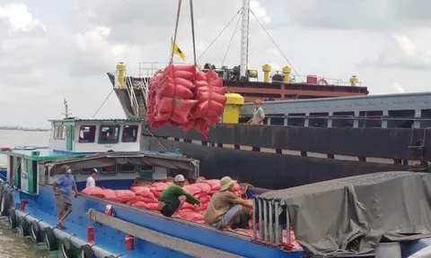 Doanh nghiệp Việt làm gì khi Philippines tính kéo dài lệnh cấm nhập khẩu gạo?