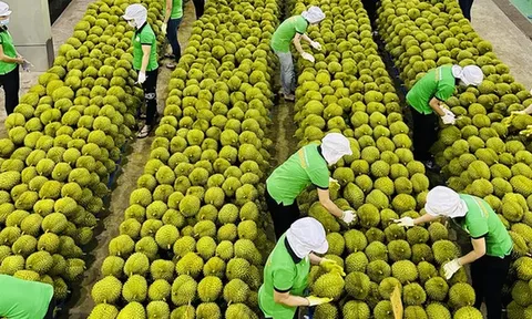 Lắp điện mặt trời tự dùng phải thông báo UBND cấp xã, ban hành kế hoạch "tháng cao điểm" chống khai thác IUU