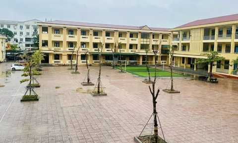 Hiệu trưởng trần tình về việc vận động xã hội hóa để trồng 10 cây giáng hương giá 130 triệu đồng