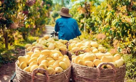 Một loại quả bất ngờ tăng giá gấp đôi, nông dân “hái vàng”, thu tiền triệu mỗi công