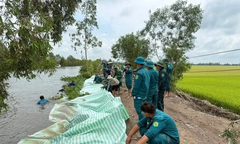 Nước lũ dâng, An Giang huy động dân quân đắp đập, gia cố đê bảo vệ lúa