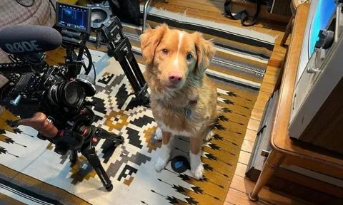 Chú chó trong phim kinh dị Good Boy tranh Oscar, cùng hạng mục với Leonardo DiCaprio?