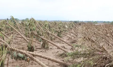 Xót xa lúa mọc mầm do ngâm nước lũ, phải đổ bỏ