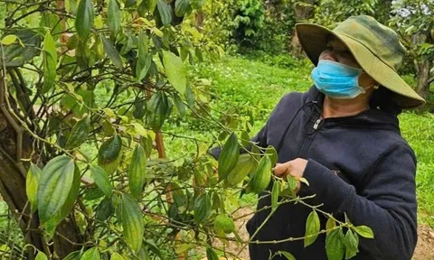 Xuất khẩu hồ tiêu của Việt Nam dự báo đạt 1,5 tỉ USD