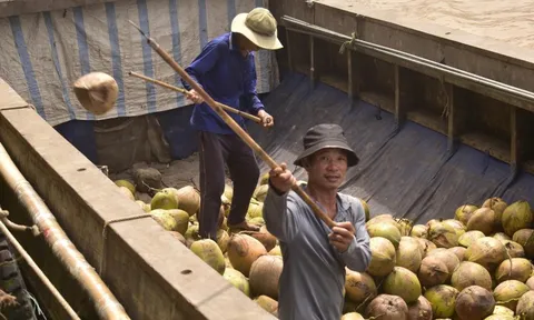 Ngành dừa Việt Nam hướng tới thương hiệu dừa xanh, sạch và ít phát thải