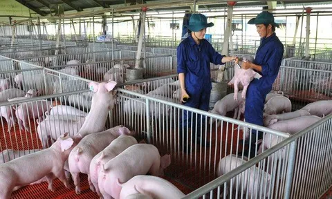 Giá heo hơi hôm nay, 8-11: Diễn biến lạ