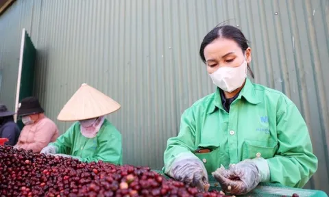 Miễn thuế đối ứng, nhiều nông sản Việt có cơ hội tăng xuất khẩu sang Mỹ