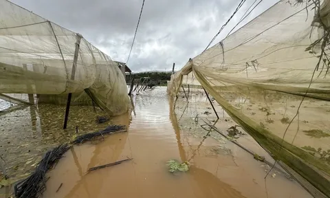 Chủ trang trại cá tầm ở Lâm Đồng bị lũ cuốn mất tích