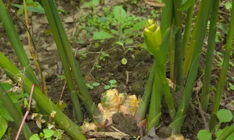 "Mỏ vàng" dưới lòng đất ở vùng cực Bắc Tổ quốc giúp nông dân có trong tay hàng trăm triệu/vụ