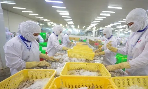 Xuất khẩu tôm bứt tốc, Trung Quốc vượt lên dẫn đầu thị trường nhập khẩu