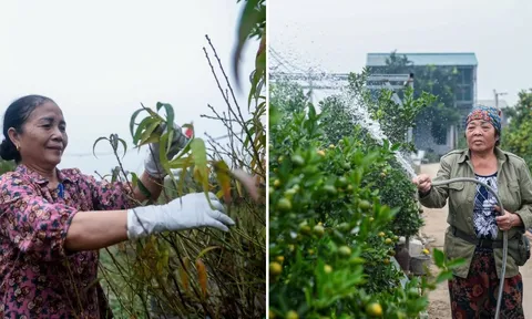 Làng đào, làng quất Hà Nội 'tất bật' vào mùa tuốt lá, uốn thế đón xuân