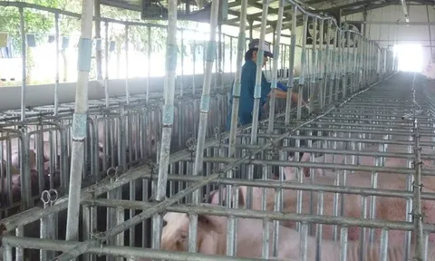 Hé lộ nguyên nhân khiến giá heo hơi tăng sốc chỉ trong thời gian ngắn