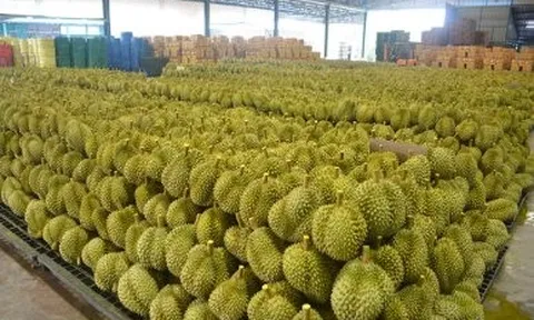 Không phải Thái Lan hay Việt Nam, một quốc gia Đông Nam Á đón tin buồn với sầu riêng: Xuất khẩu giảm 7 lần do thời tiết, thị phần tại Trung Quốc dưới 1%