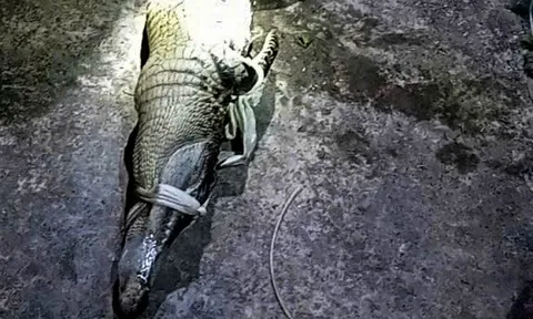 Dân 'nghĩ mẹo' dùng cần câu dụ bắt cá sấu xuất hiện trong ao nước