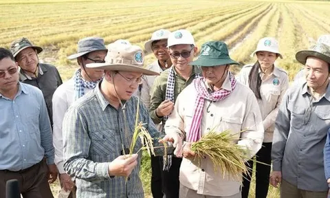 Không phải ST25, một giống lúa nhận danh hiệu ngon nhất thế giới 7 lần liên tiếp, chủ sở hữu là láng giềng của Việt Nam