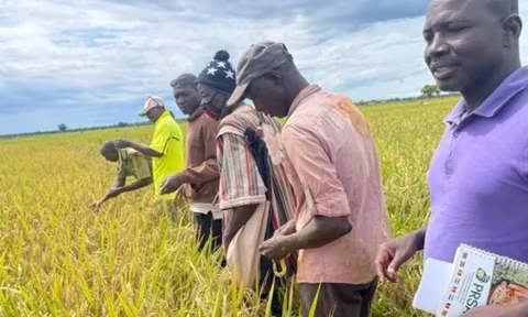 Sau giống lúa gây sốt của Việt Nam tại Cuba, một giống lúa của Trung Quốc cũng đang làm mưa làm gió tại châu Phi: Được mệnh danh ‘siêu lúa xanh’, năng suất vượt trội
