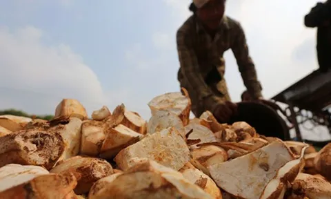 Không phải sầu riêng, đây mới là mỏ vàng của Việt Nam được Trung Quốc và châu Á tranh nhau mua: Thu về hơn 1 tỷ USD, nước ta cùng Thái Lan cạnh tranh ngôi vương