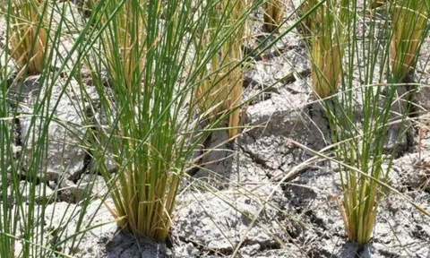 Buồn của vựa lúa lớn thứ 4 thế giới: Gạo Ấn Độ gây áp lực khiến xuất khẩu giảm một nửa, mất ưu đãi thuế 1%