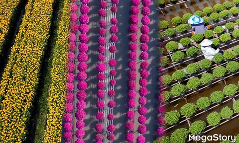 Hoa kiểng Sa Đéc: Giữ gốc rễ - mở lối tương lai