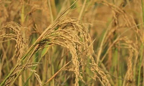 Phát minh của Trung Quốc làm rung chuyển ngành nông nghiệp: tạo siêu giống lúa lai, năng suất gấp 4 lần giống thường nhưng chi phí thấp