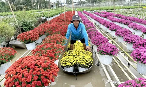 Người trồng hoa Tết ở miền Tây lạc quan