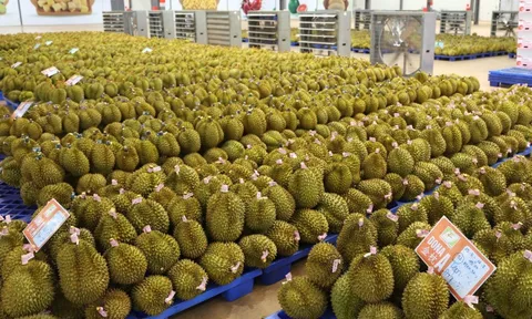 Trung Quốc tăng nhập sầu riêng Việt Nam, ngôi vương của Thái Lan bị đe dọa