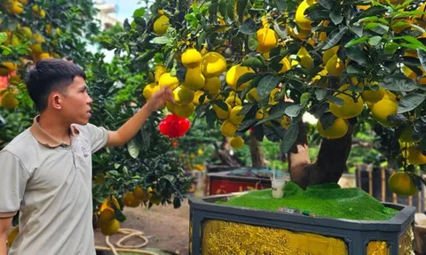 Bưởi Diễn 'đổ bộ' vào Nam sớm, giá tăng mạnh trước Tết
