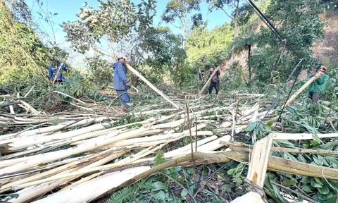 Rừng keo - Kỳ cuối: Làm gì để cây keo là nồi cơm của dân và giá trị sinh thái?
