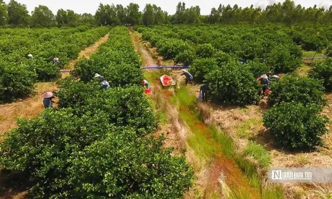 Kiên nhẫn với "đất khó" để trái chanh Việt đi xa hơn