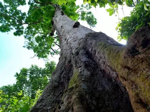 Báu vật tâm linh: Thế giới chỉ 2 nước có, Việt Nam sở hữu cá thể 700 tuổi, thuộc hàng Tứ Thiết quý hiếm