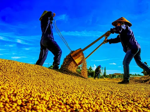 Nhộn nhịp mùa thu hoạch cà phê trên cao nguyên Đắk Lắk