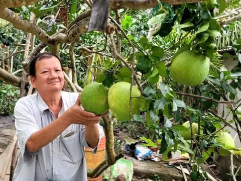 Trái bưởi da xanh giá tăng cao, nhà vườn phấn khởi