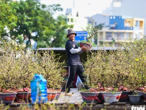 Nên niêm yết giá hoa Tết công khai để không còn cảnh người mua ép giá, người bán đập bỏ