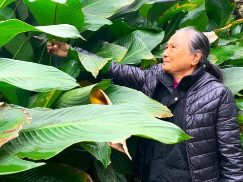 Bán lá dong, người dân thêm nguồn tiền sắm Tết