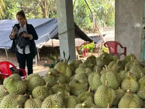 Cận Tết, trái sầu riêng sụt giá bất thường, nhà vườn Tiền Giang giảm lợi nhuận