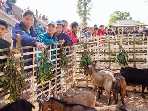 Cuối năm đi chợ Hạnh Thương, người bán 0 đồng, người mua có quà Tết đủ đầy