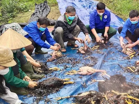 Gần 8.000 con gà chết trong đêm do trang trại bị chập điện