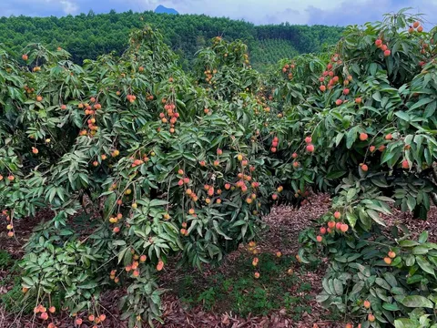 Một đặc sản của Việt Nam tự tin "tốt nhất từ trước đến nay", rộng đường "bay" khắp toàn cầu