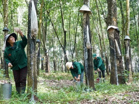 Ngành cao su trước áp lực truy xuất nguồn gốc từ EUDR