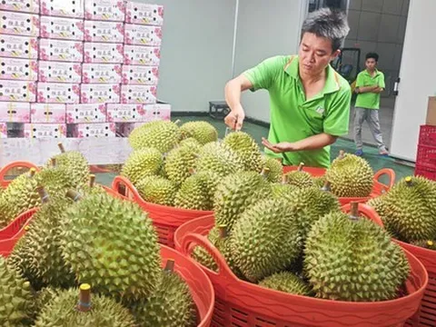 Lo xuất khẩu sầu riêng... hết thời