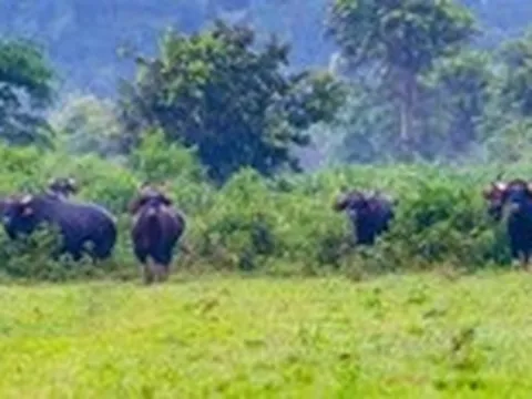 Người dân hỗ trợ gia đình nhân viên bảo vệ rừng Cát Tiên bị bò tót húc tử vong