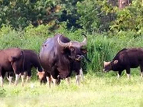 Nhân viên rừng Cát Tiên bị bò tót húc chết: Cần có thêm kỹ năng, thiết bị cho lực lượng bảo vệ rừng