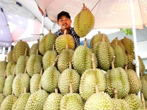 'Hàng xóm' của Việt Nam vừa chính thức gia nhập thị trường sầu riêng Trung Quốc: Quan chức gọi đây là 'thời khắc lịch sử', sản lượng ra sao so với các đối thủ?