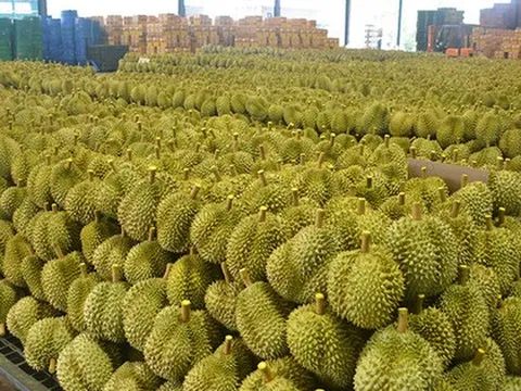 Không phải Thái Lan hay Việt Nam, một đối thủ sở hữu loại sầu riêng ‘độc nhất’ được Trung Quốc, Singapore liên tục săn lùng, giá gần 800.000 đồng/kg