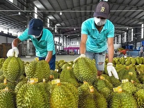 Sự thật việc sầu riêng Việt Nam mất ‘ngôi vương’