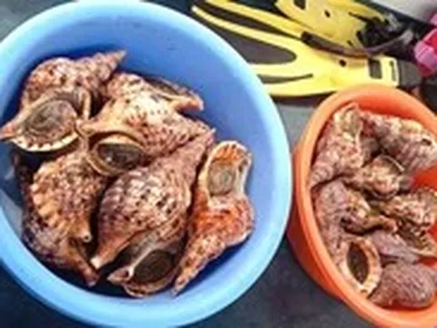 Tổng kiểm tra bè nổi trên vịnh Nha Trang: Vận động thả 21 con ốc tù và quý hiếm về biển