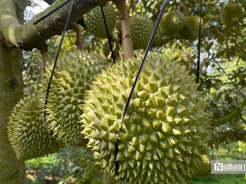 Sầu riêng Đồng Nai gặp khó vì giá “nhảy múa”